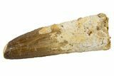 Fossil Spinosaurus Tooth - Real Dinosaur Tooth #324819-1